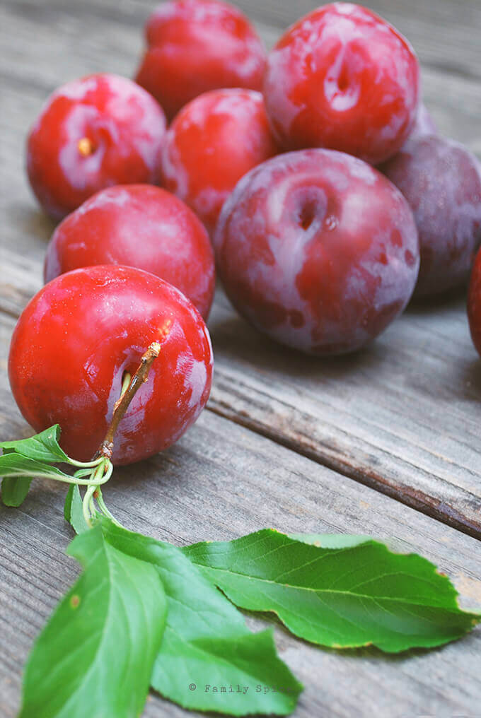 Fresh Red Plums by FamilySpice.com