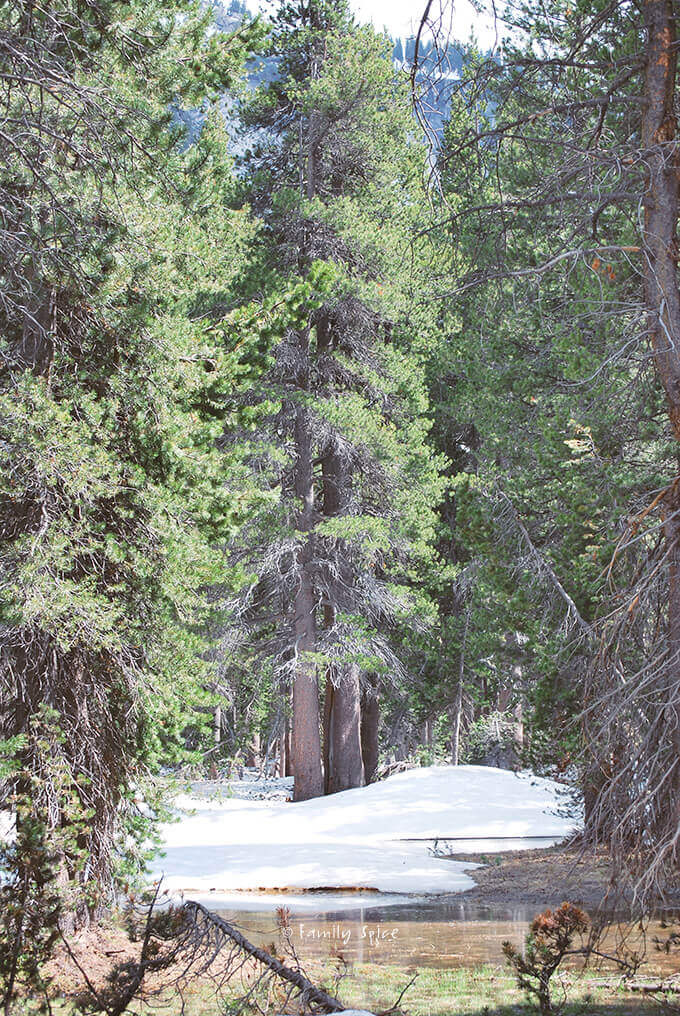 Tioga Pass, Yosemite Valley by FamilySpice.com