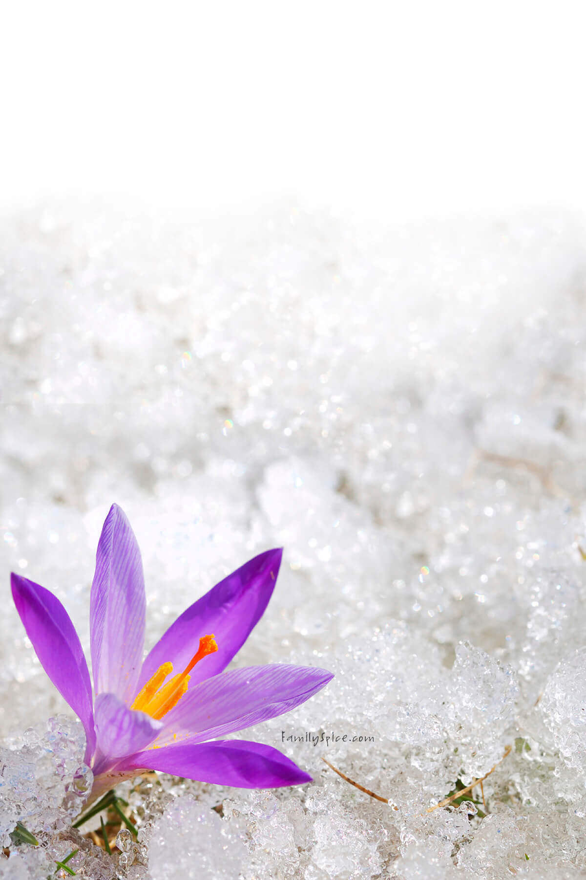 Closeup of a crocus flower used for saffron growing in the snow.