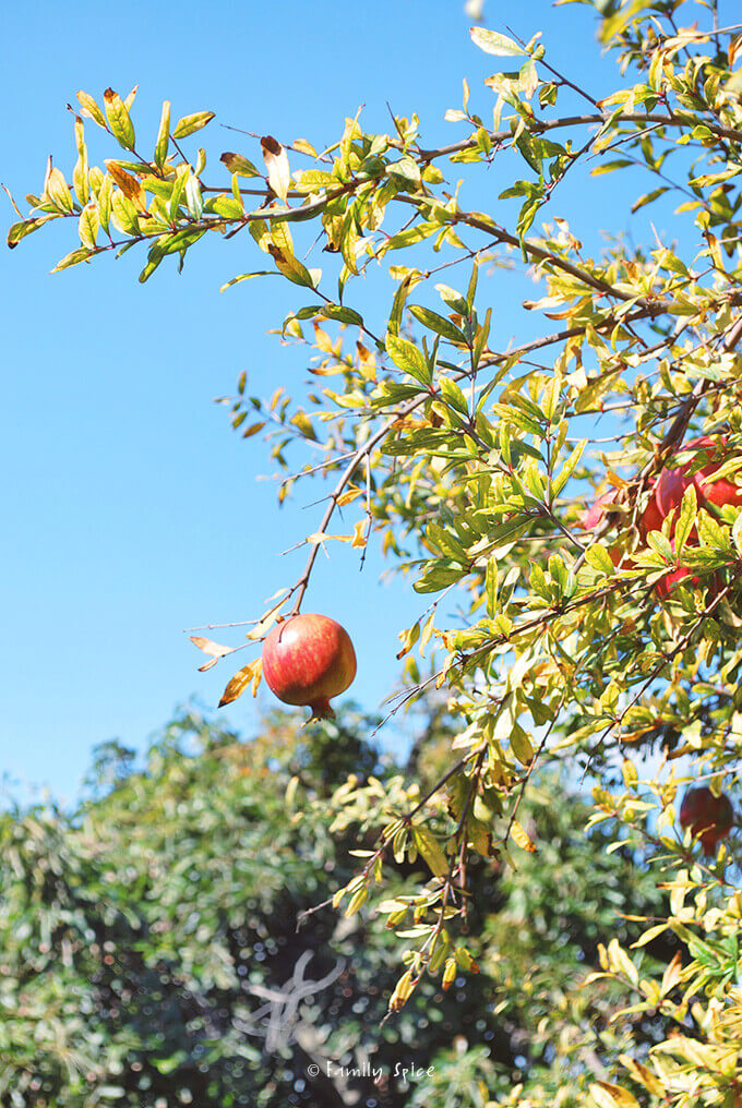 A single pomegranate hanging from the tree branch by FamilySpice.com
