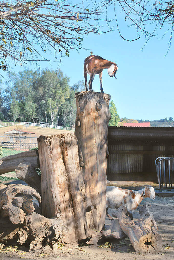 Goats at Bates Nut Farm in January by FamilySpice.com
