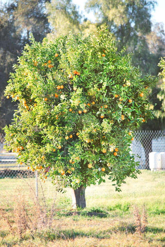 Orange trees from an orange grove in Valley Center, California by FamilySpice.com