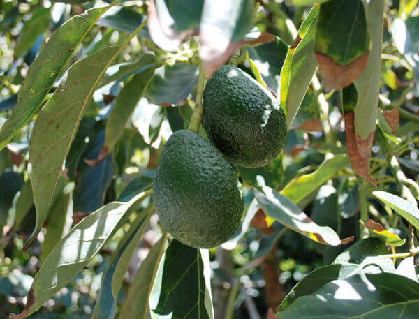 Avocados on the tree by FamiySpice.com