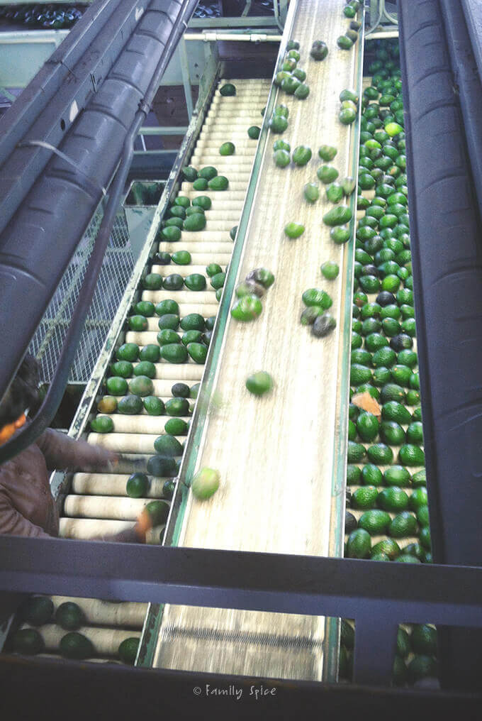 Avocado Packing Plant by FamilySpice.com
