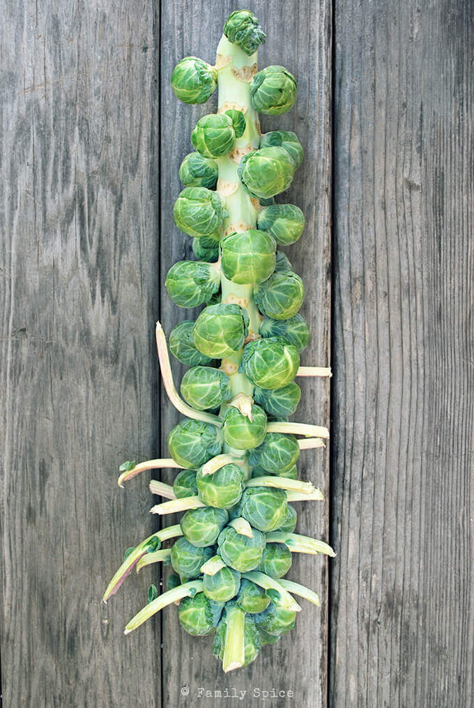 Brussels Sprout Stalk by FamilySpice.com