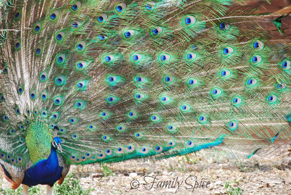 Peacocks at The Leo Carillo Ranch in San Diego