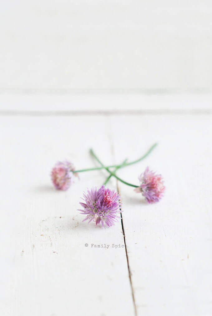 Chive Blossoms by FamilySpice.com