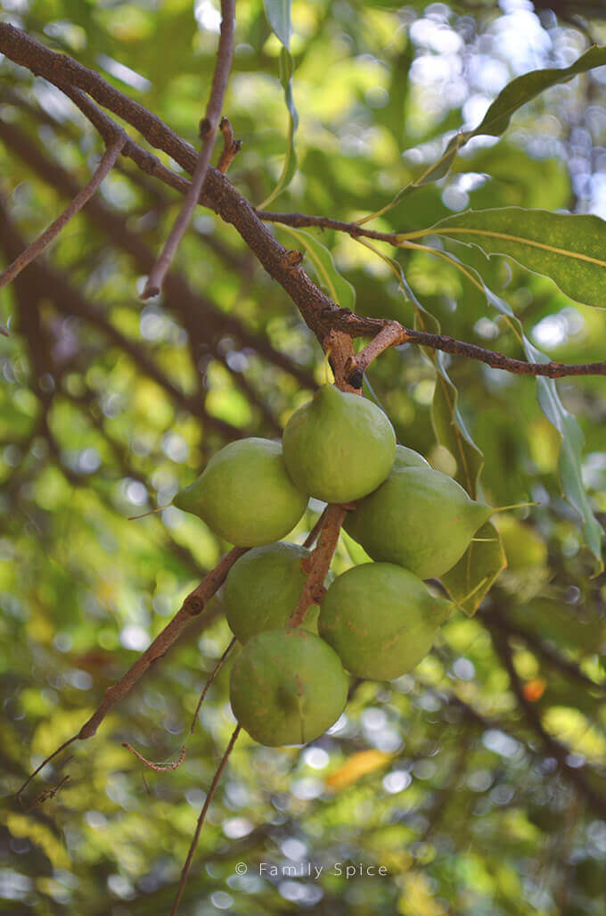 Green Macadamia Nuts on Tree by FamilySpice.com