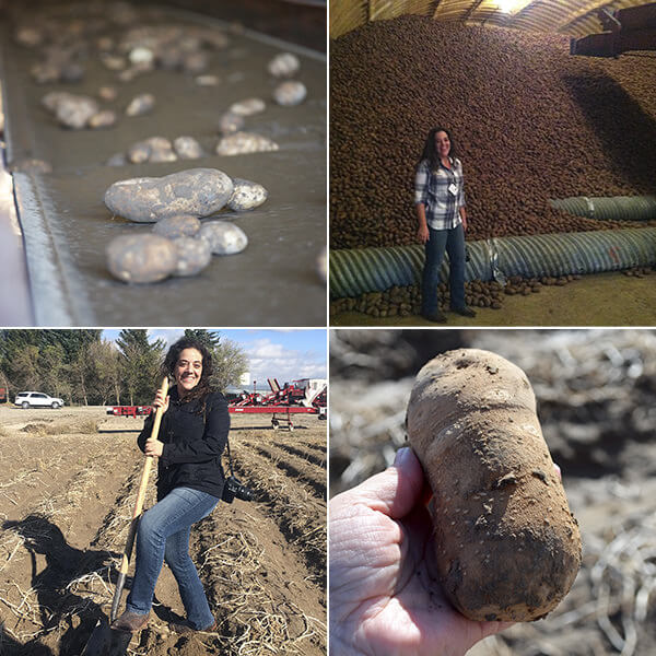 Jensen Farms Potato Dig during Idaho Potato Harvest Tour 2014 #IdahoHarvest by FamilySpice.com
