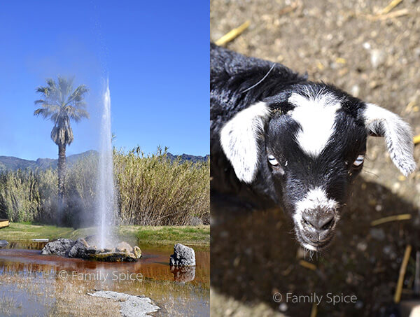 Things to Do in Napa with Kids: Old Faithful Geyser and Goat Farm by FamilySpice.com