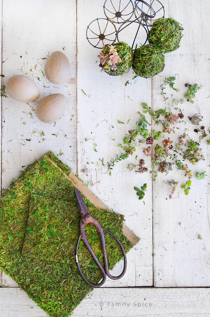 DIY Moss Covered Succulent Eggs for Spring by FamilySpice.com