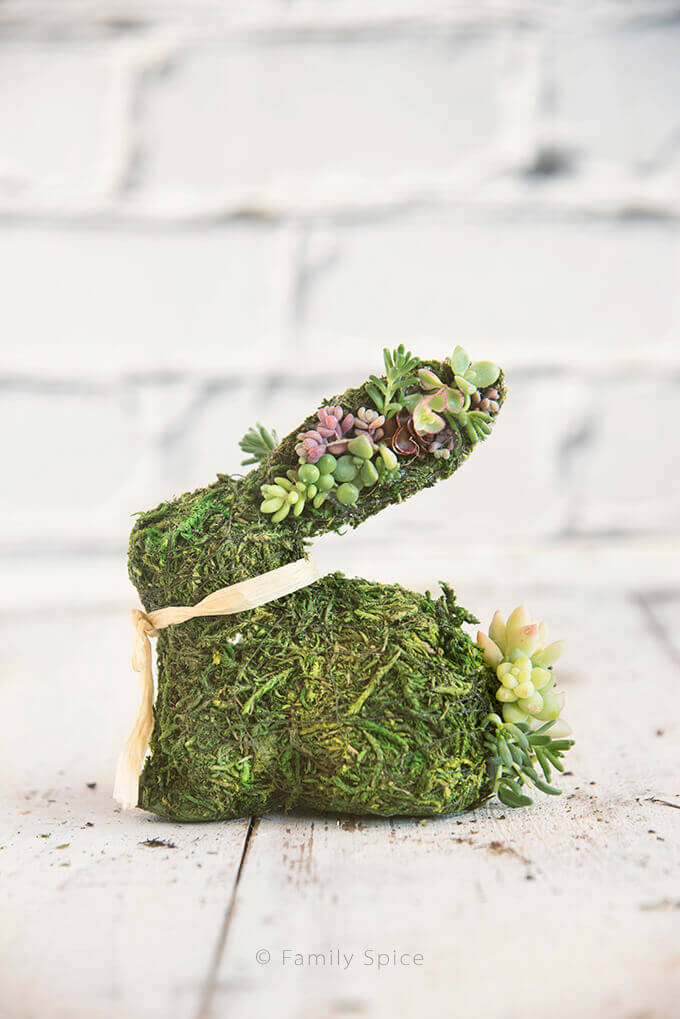 DIY Moss Covered Succulent Bunnies for Spring -- by FamilySpice.com