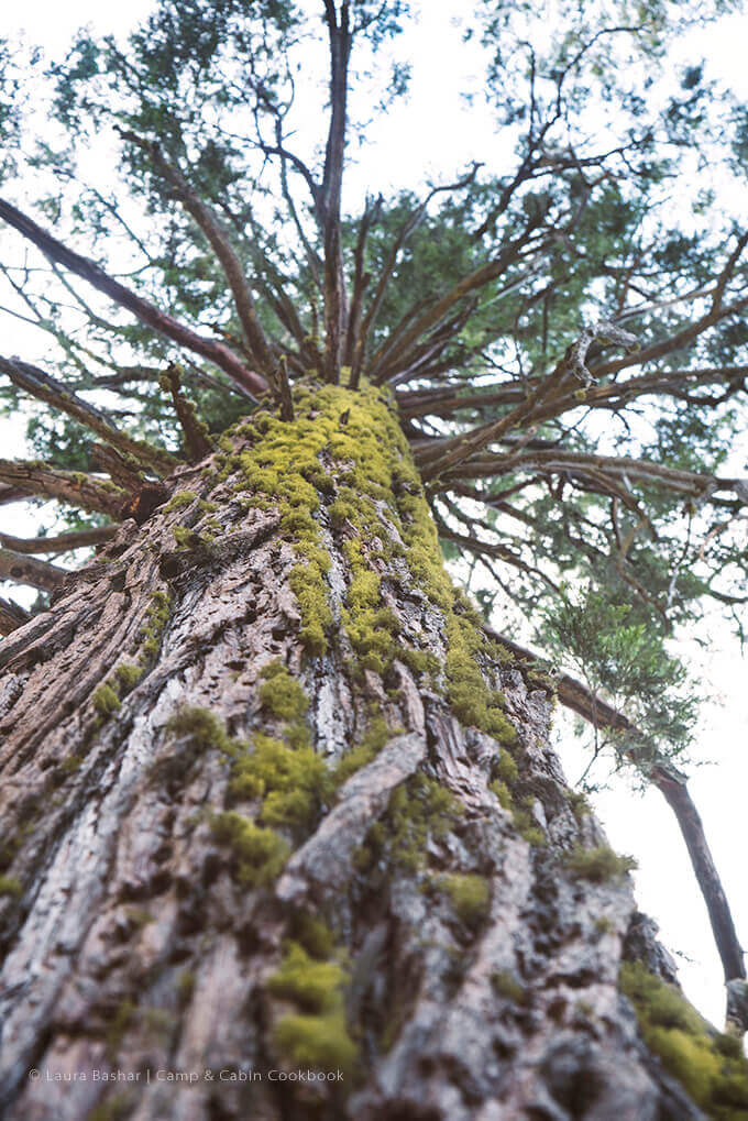 Looking up a moss covered tree by FamilySpice.com