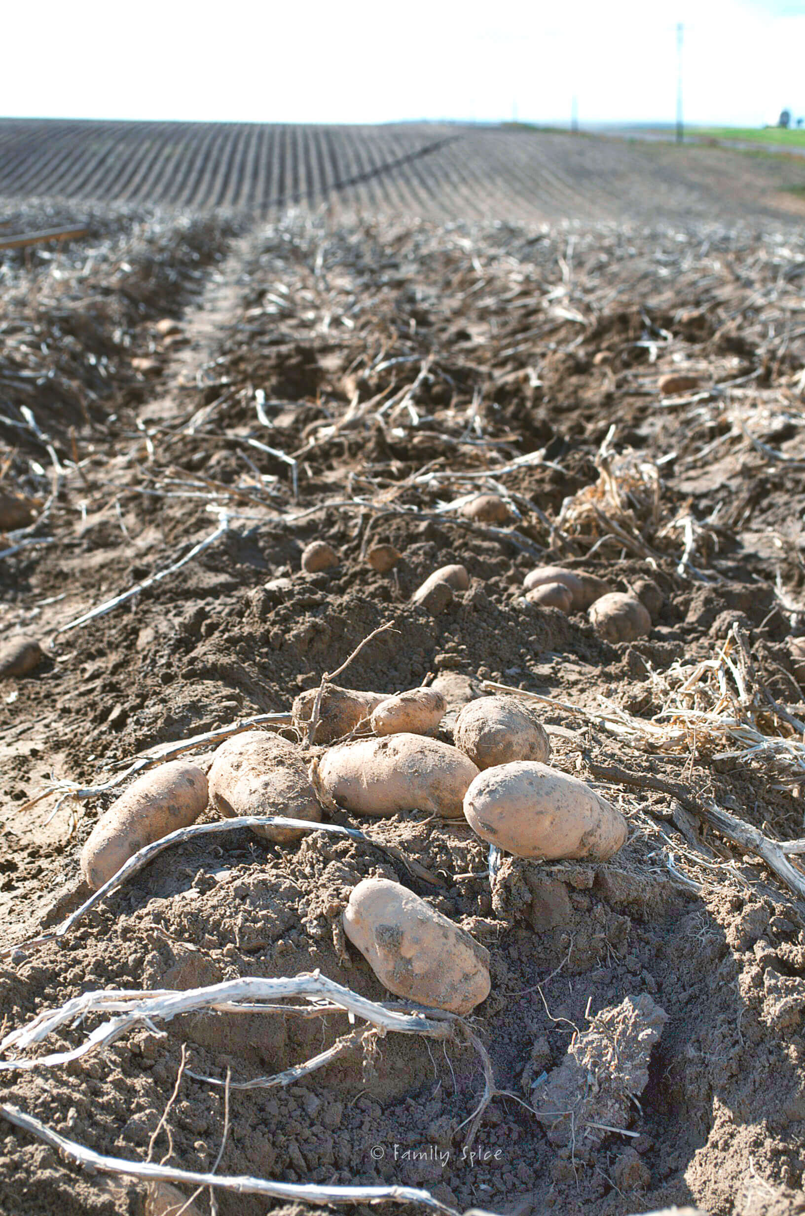 Potatoes just harvested in the field