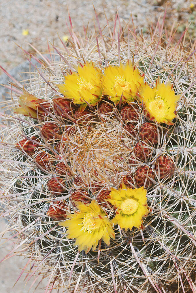 Closeup of yellow flowers blooming on a barrel cactus by FamilySpice.com