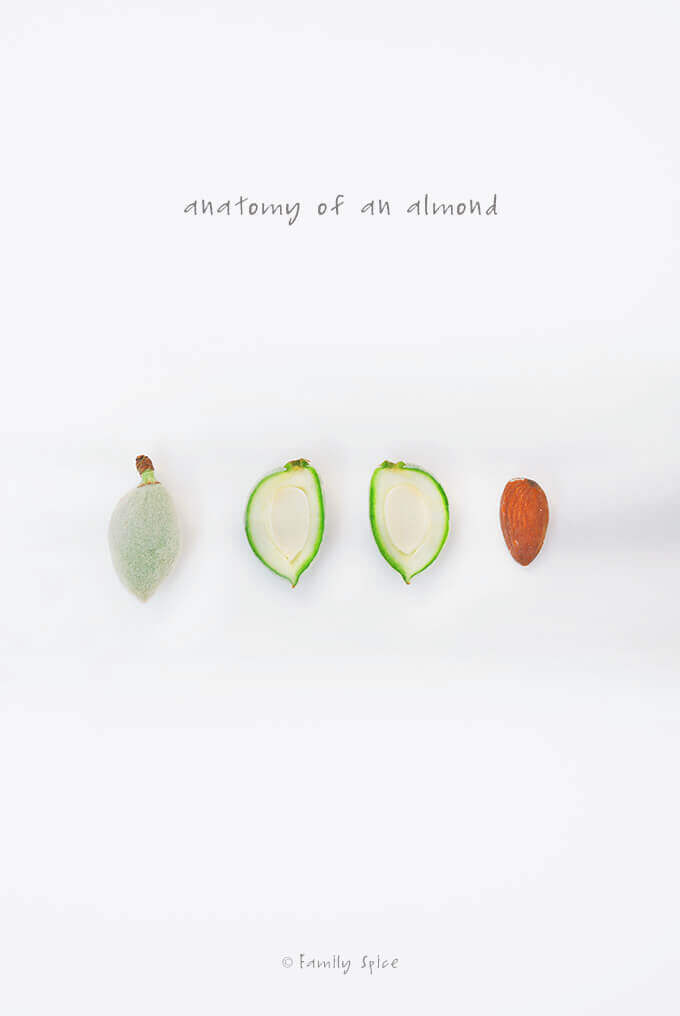 Green Almonds (Chaghaleh Badoom) by FamilySpice.com