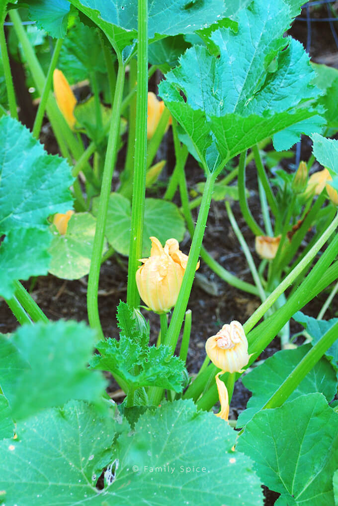 Close up of zucchini blossoms growing in the garden by FamilySpice.com