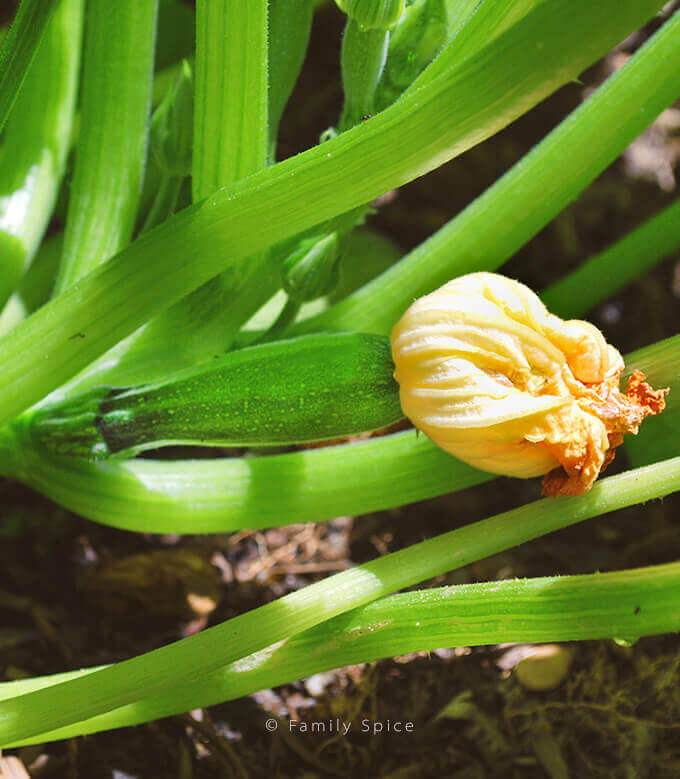 A single zucchini growing from a blossom in a garden bed by FamilySpice.com