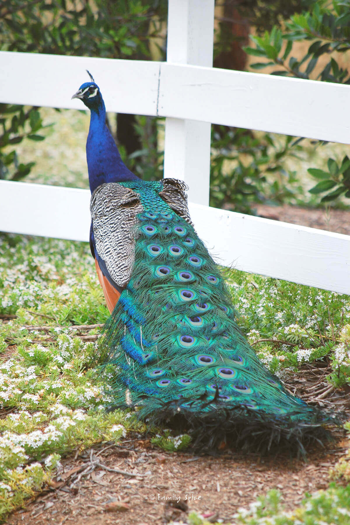 View of a peacock from the back with its tail down