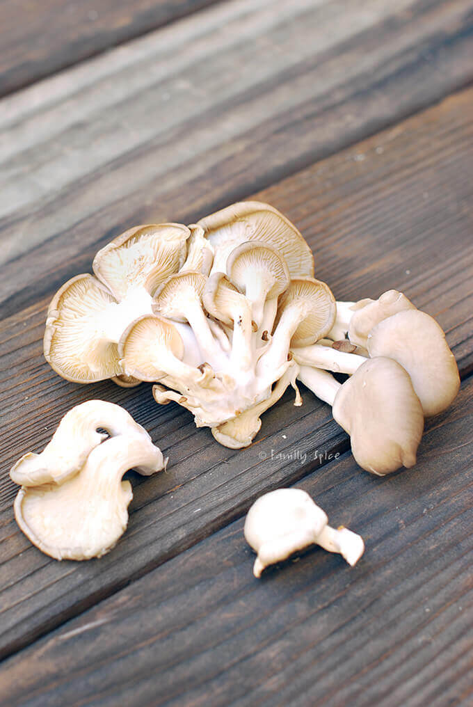 Oyster Mushrooms by FamilySpice.com