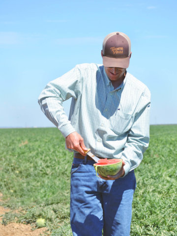 A farmer cutting into a watermelon with a large knife