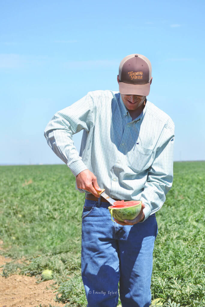 A farmer cutting into a watermelon with a large knife