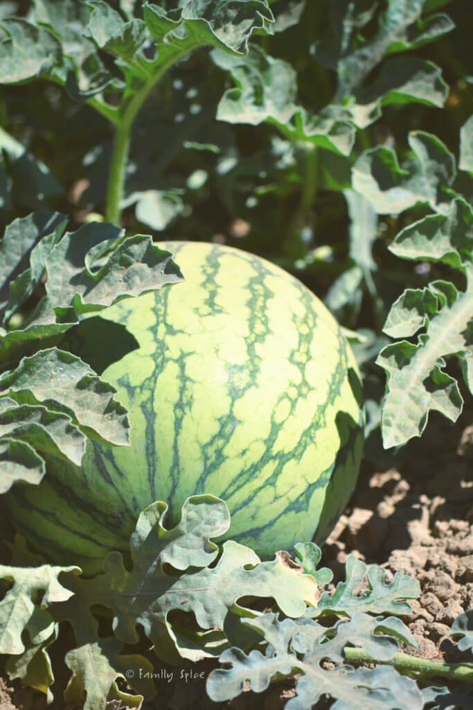 small watermelon growing in the field