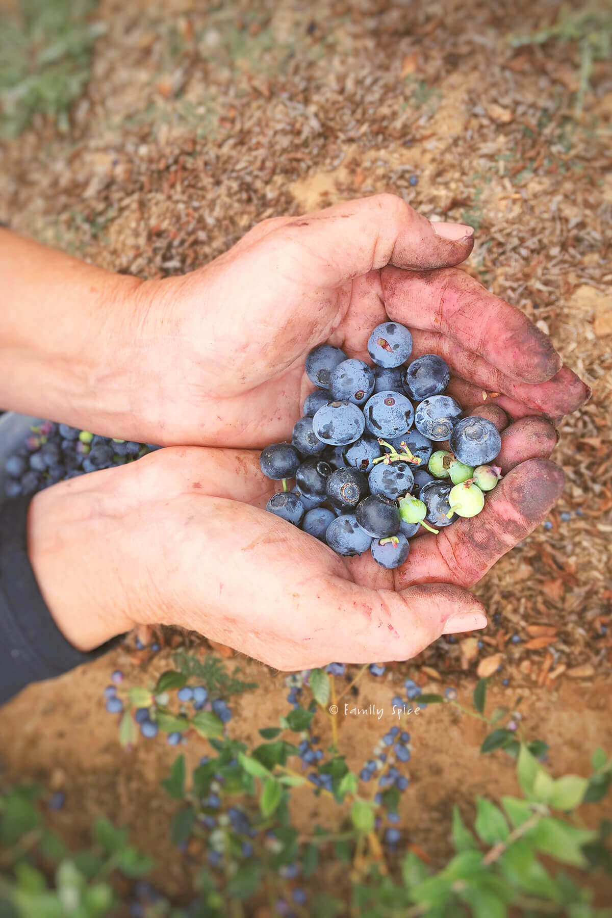 A pair of dirty hands holding blueberries on a farm