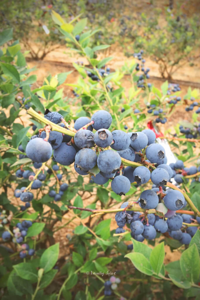 Closeup of blueberries on a bush on a farm