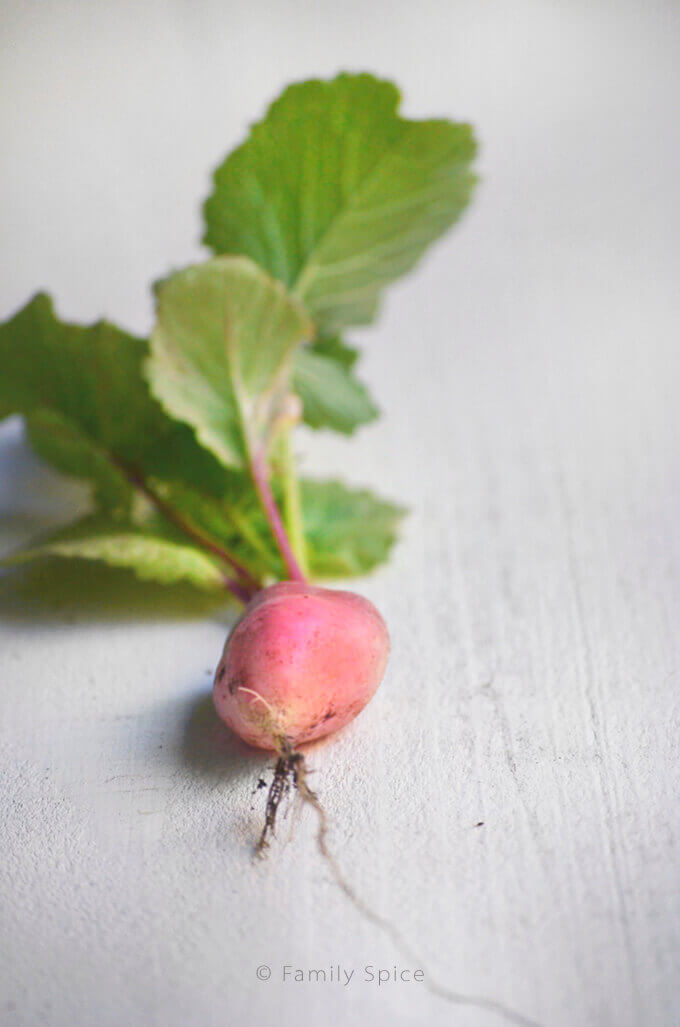 Closeup of a fresh radish with greens