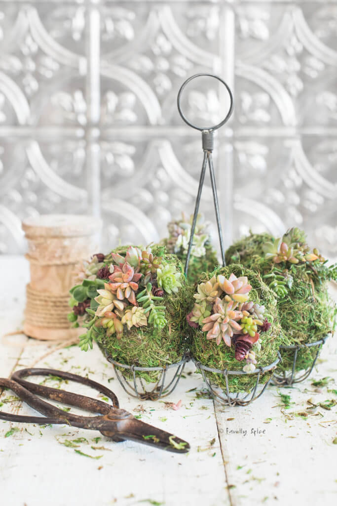 Moss covered eggs with baby succulents attached to them in a rustic egg holder with a pair of metal scissors