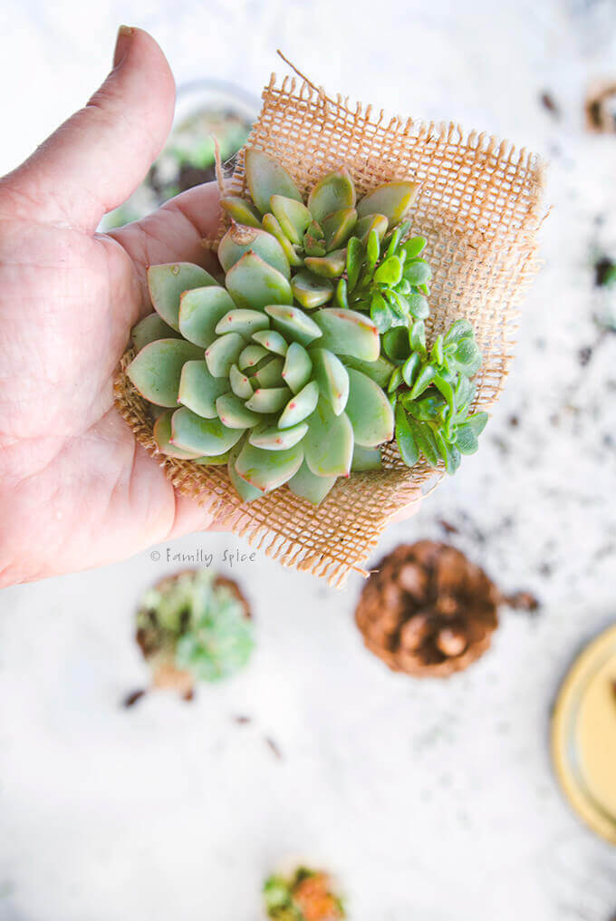 Succulents wrapped in burlap for mini planters by FamilySpice.com