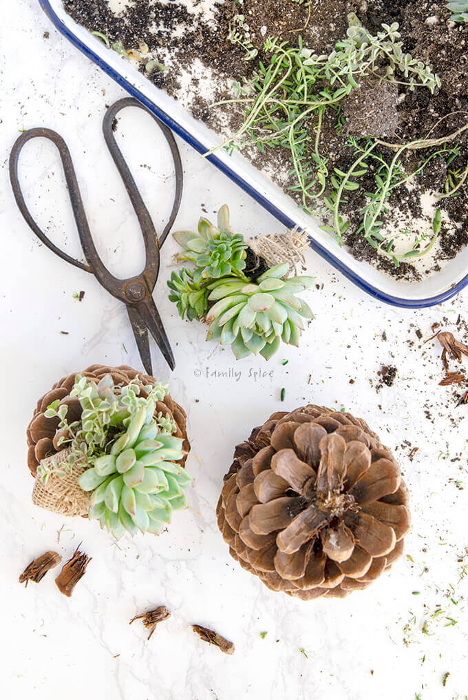 Assembling and gluing succulents wrapped in burlap to be planted onto pine cones by FamilySpice.com