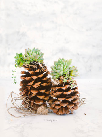 Large pinecones topped with succulents