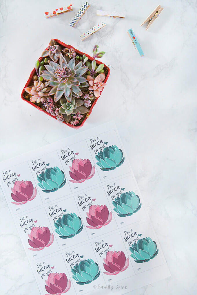 Overhead shot of a succulent arrangement in a red berry carton with a sheet of free succulent valentines printable by FamilySpice.com