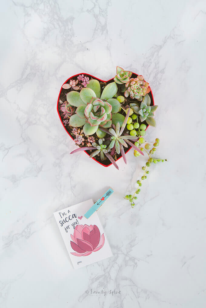 Overhead shot of a succulent arrangement in a red heart shaped candy box with a free succulent valentine printable by FamilySpice.com