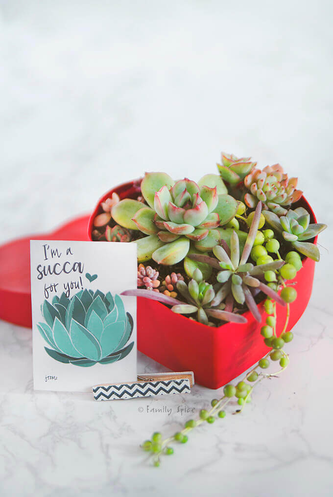 Closeup shot of a succulent arrangement in a red heart shaped candy box with a free succulent valentine printable by FamilySpice.com