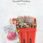 A succulent arrangement in a red berry box with a free succulent valentine printable by FamilySpice.com