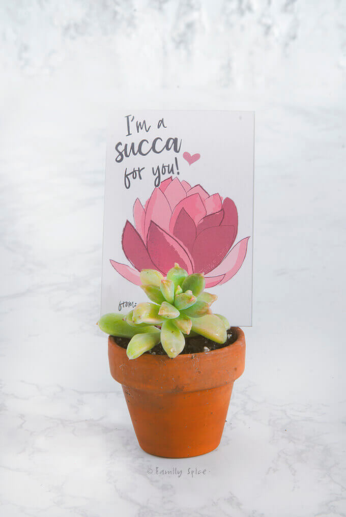 Closeup shot of a small succulent in a clay pot with a free succulent valentine printable 'I'm a succa for you' by FamilySpice.com