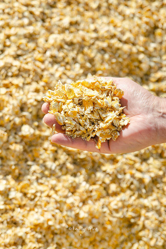 Smashed corn for Harris Ranch cattle feed by FamilySpice.com