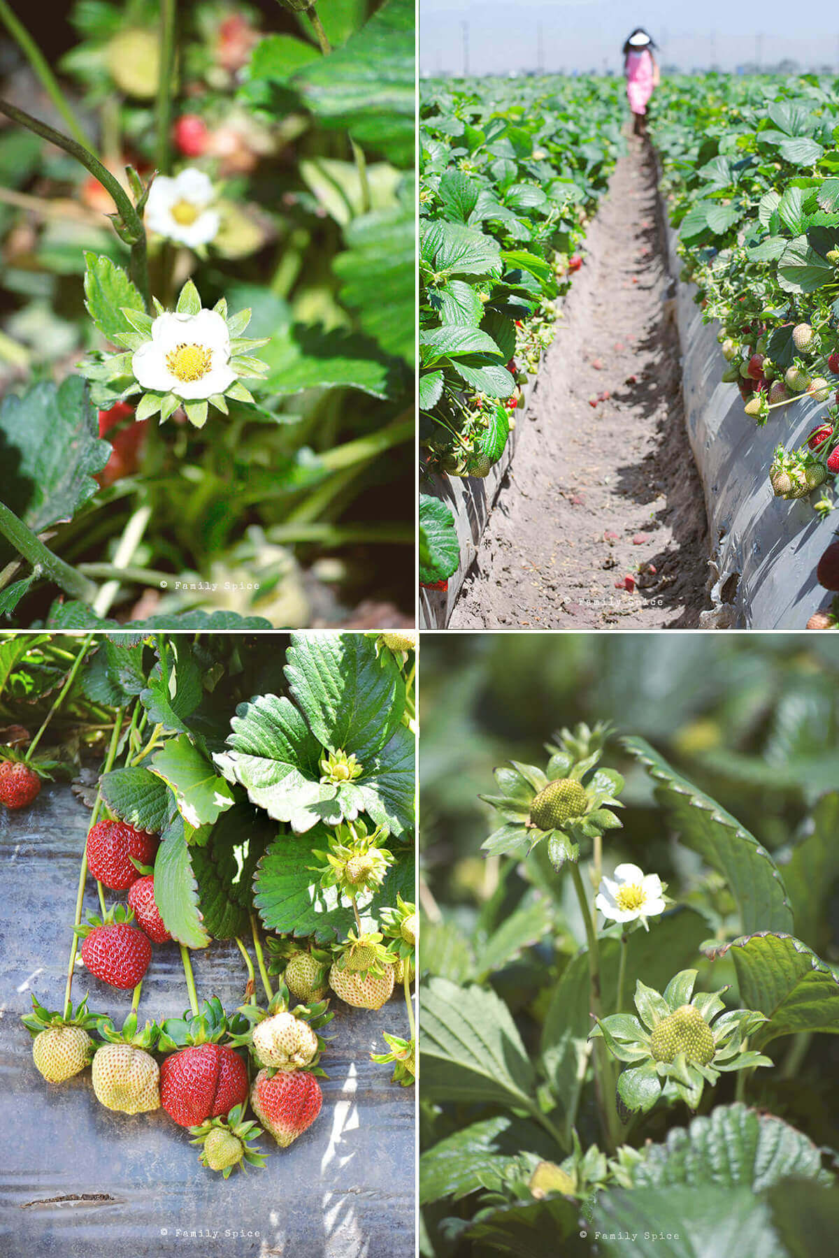 Collage of four pictures showing strawberry fields and strawberries.