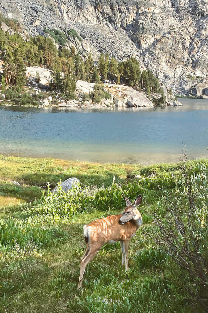 A deer out in the wild next to a lake and mountains behind it