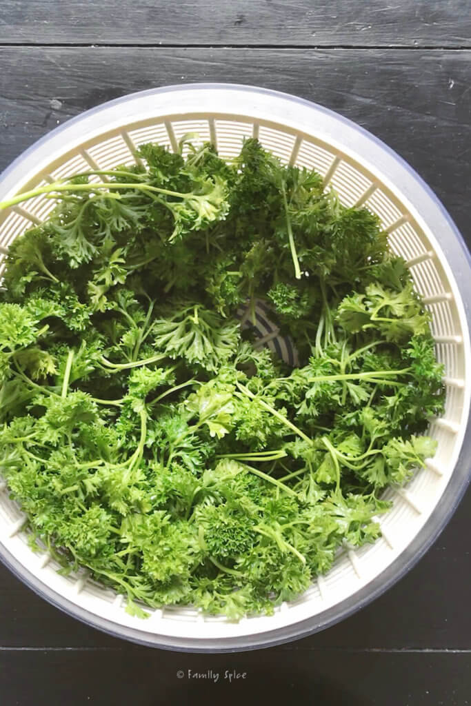 Parsley cut and washed in a salad spinner