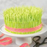 Pinterest image for A Spring Cake resembling sprouts