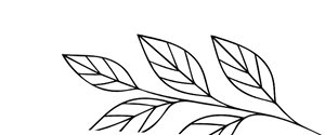 Sketch illustration of leaves.